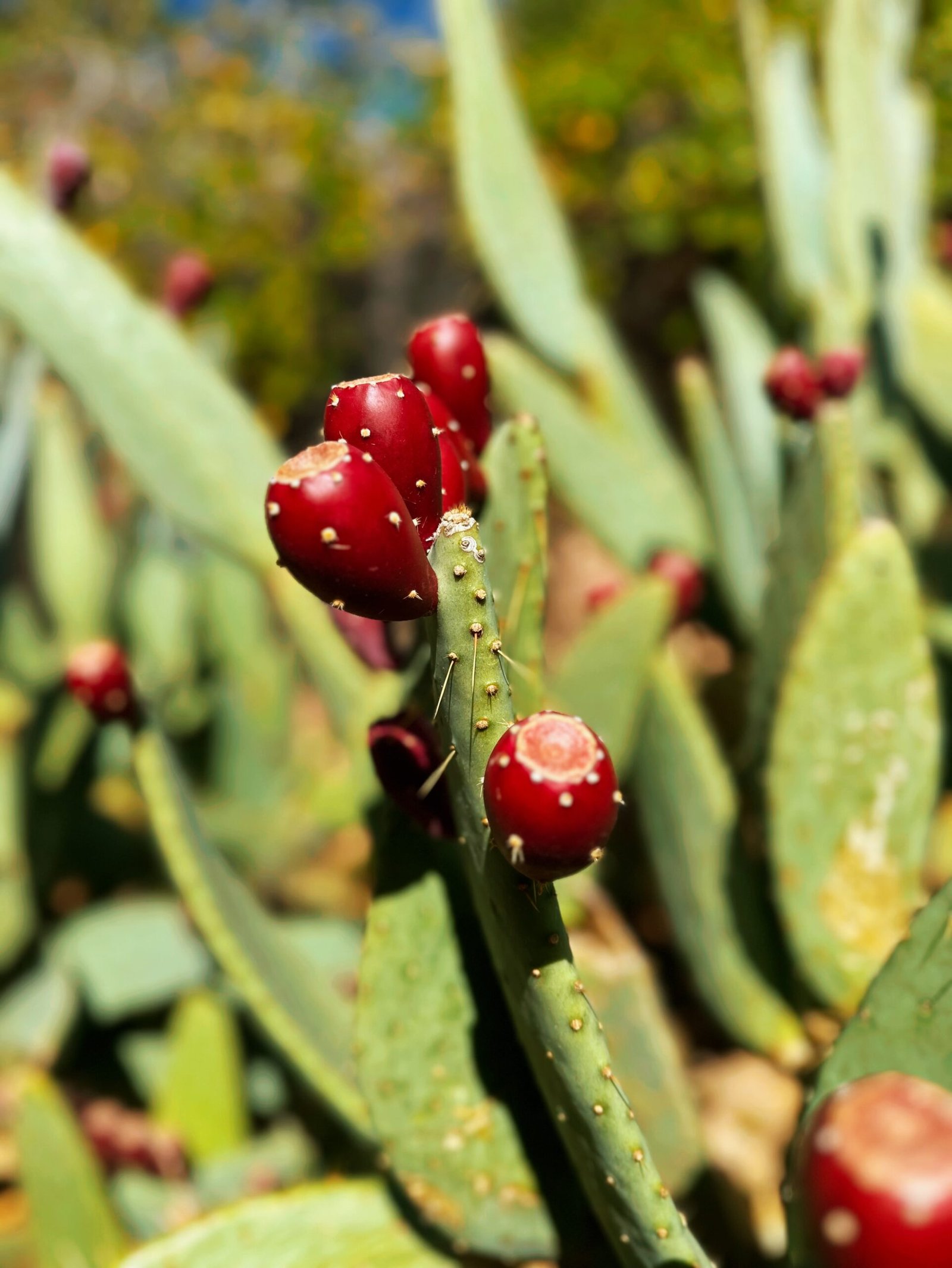 Prickly Cactus Fruit Leather Pack - Image 6
